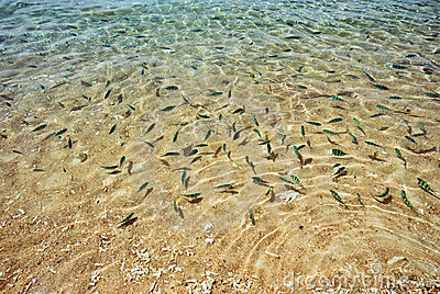 Fish in shallow water clipart.
