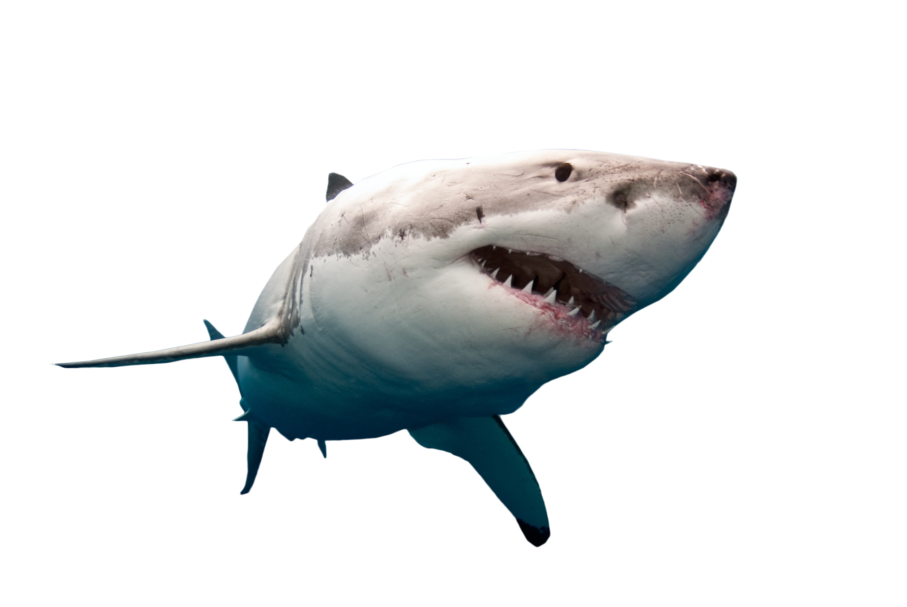 Shark Swimming PNG Image.