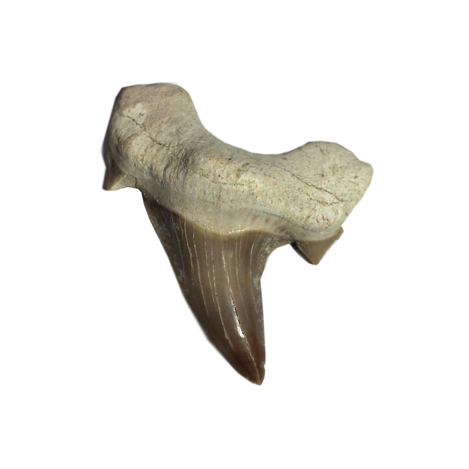 Shark Tooth #69117.