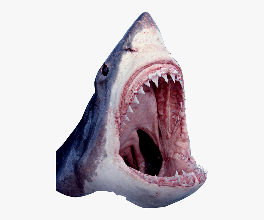 Shark Open Mouth Png , Free Transparent Clipart.