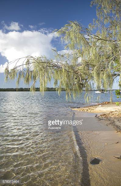 Casuarina Tree Stock Photos and Pictures.