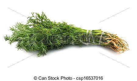 Stock Photography of sheaf of green dill, isolated over white.