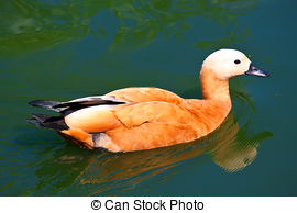 Stock Images of Ruddy Shelduck, known as the Brahminy Duck.