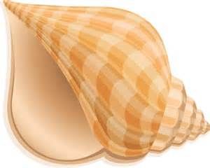 Free Shell Cliparts, Download Free Clip Art, Free Clip Art.