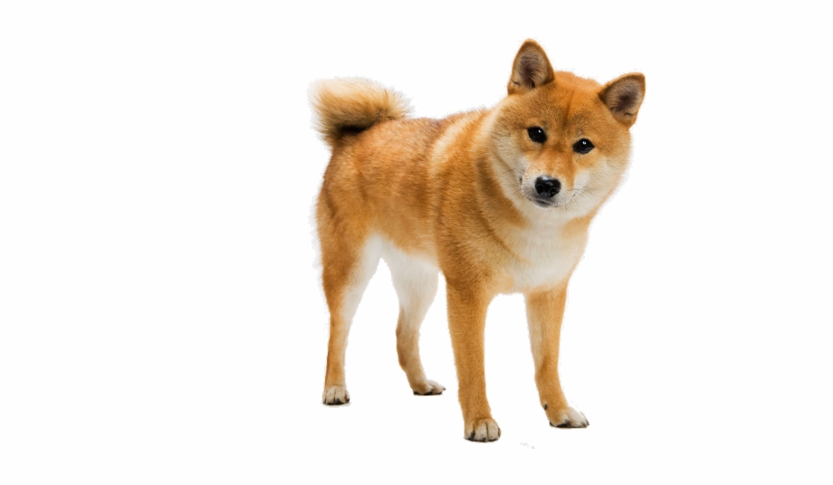 shiba inu png 10 free Cliparts | Download images on Clipground 2024