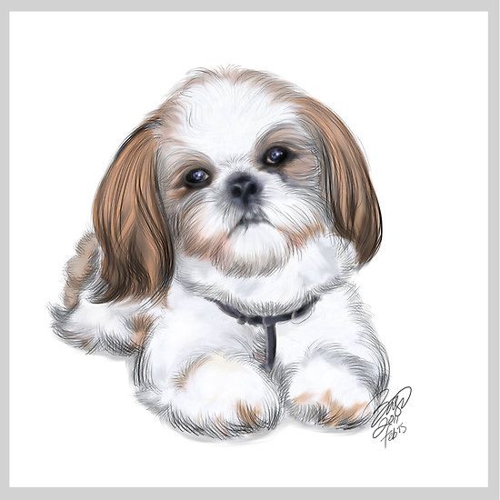 Shih Tzu by Basu Kshitiz.