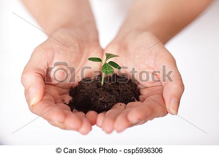 Stock Image of Isolated shot of a fresh shoot, growing from a.
