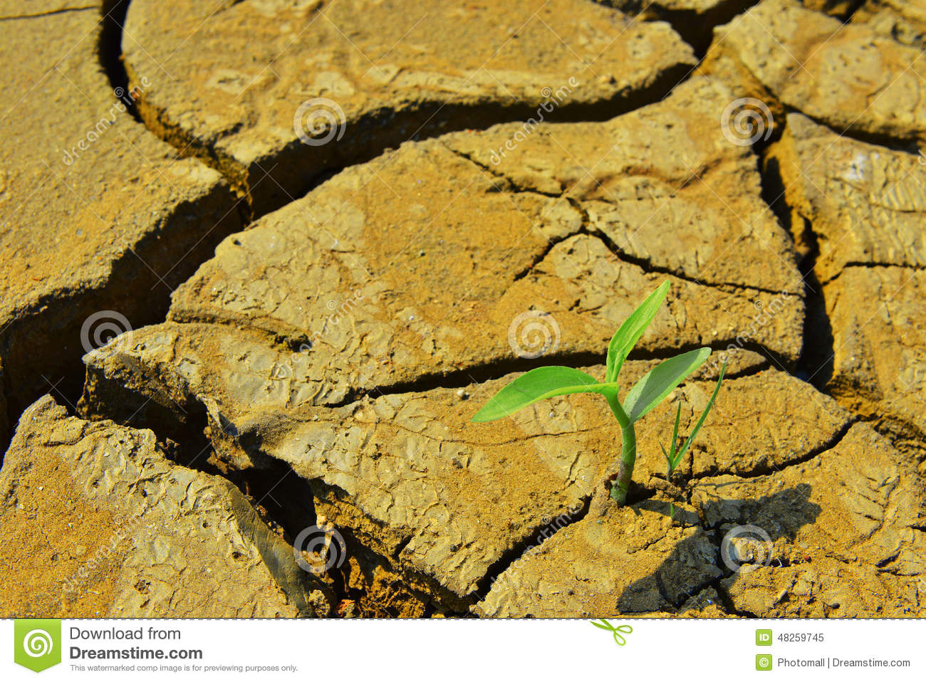 Grow Up,growth,Dry Cracked Land Green Shoot,new Life,new Hope,heal.