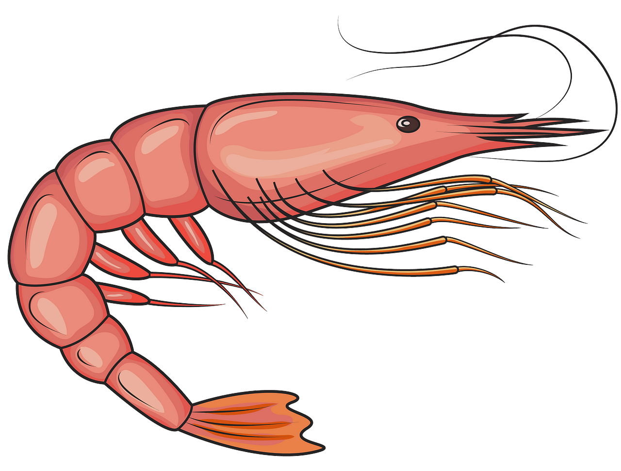 Penaeid Shrimp clipart. Free download..