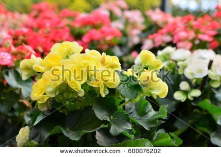 Begonia Stock Photos, Royalty.