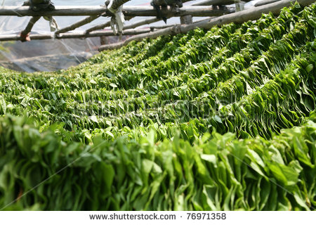"hanging Tobacco" Stock Images, Royalty.