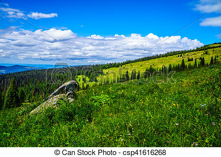 Stock Image of Pine Beetle affected forest in the Shuswap.