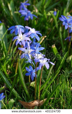 Scilla Banco de imágenes. Fotos y vectores libres de derechos.