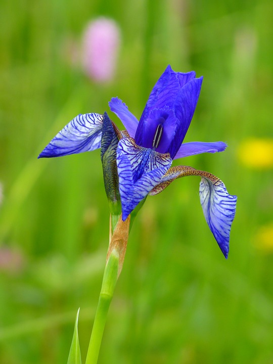 Free photo: Iris, Siberian Schwertlilie, Blue.