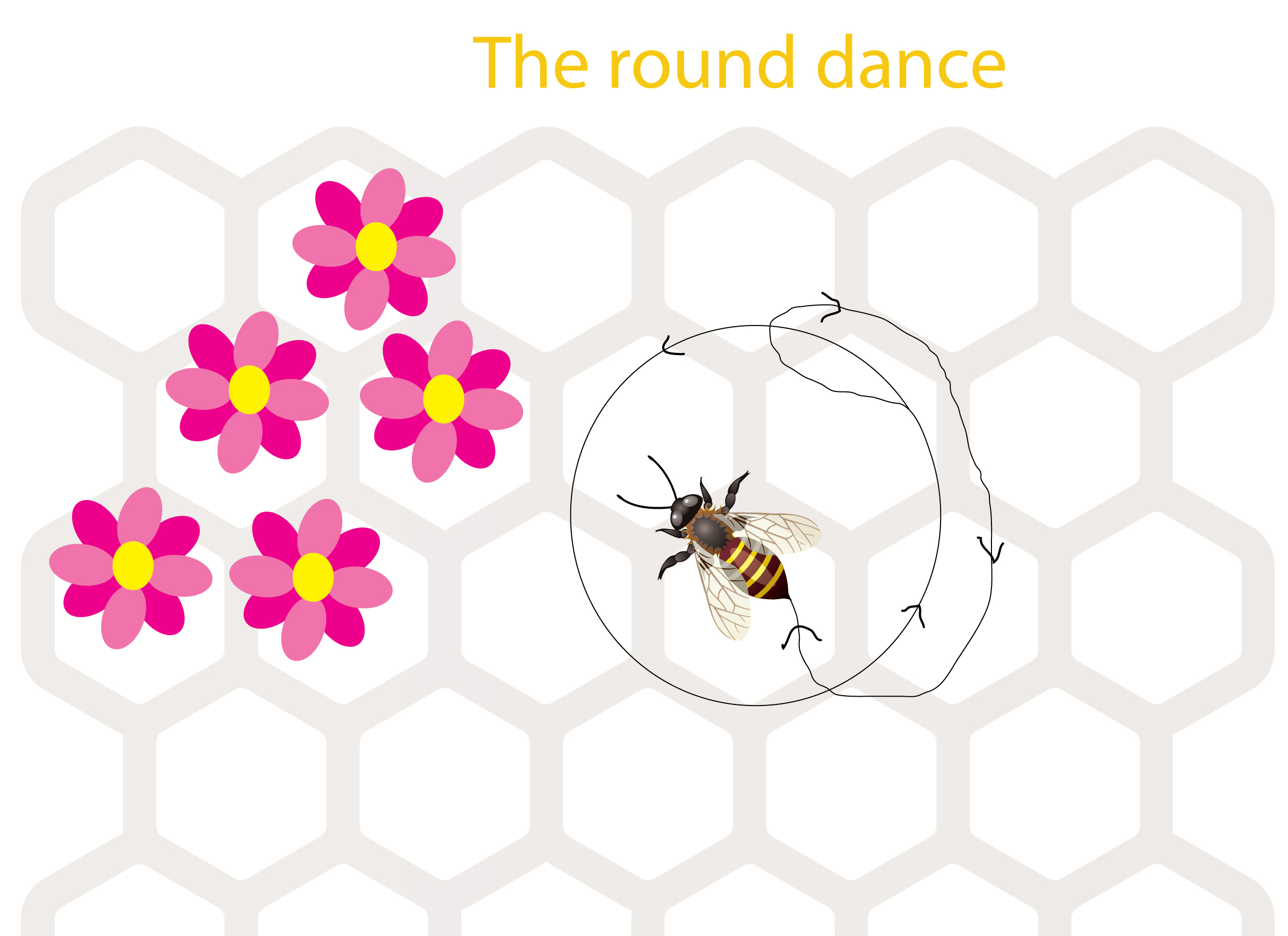Round dance. Танец пчел. The Bee is Dancing Honey Bees,. Bio Bee.