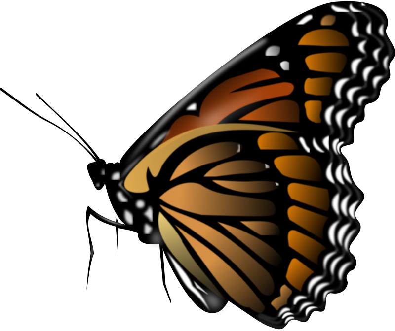 Free Free 274 Side Butterfly Svg Free SVG PNG EPS DXF File