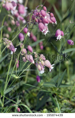 bladder Campion" Stock Photos, Royalty.