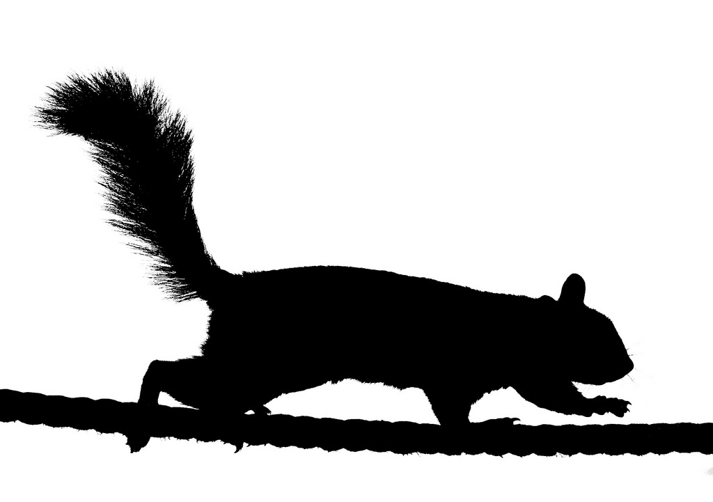 silhouette clipart running squirrel 20 free Cliparts | Download images