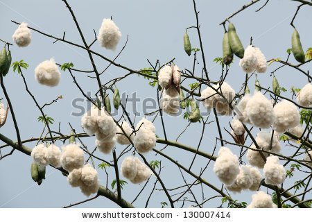 Cotton Tree Clipart.