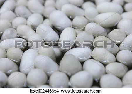 Stock Photo of "Silkworm cocoons, silk thread production, Turkey.