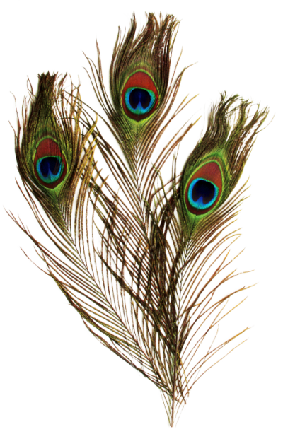 Single Peacock Feathers Png 10 Free Cliparts Download Images On   Single Peacock Feathers Png 5 