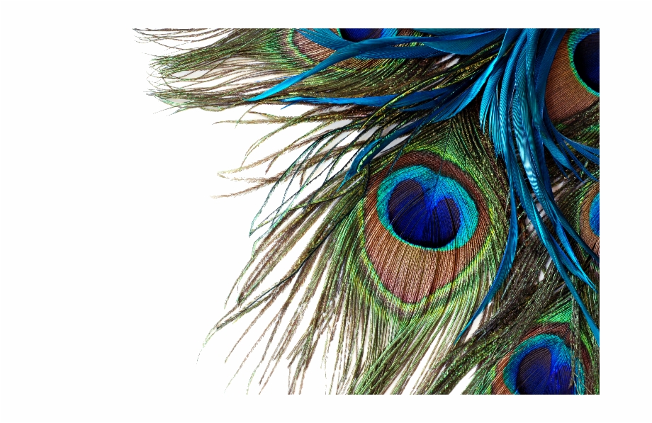 Peacock Feather Png Transparent Images.