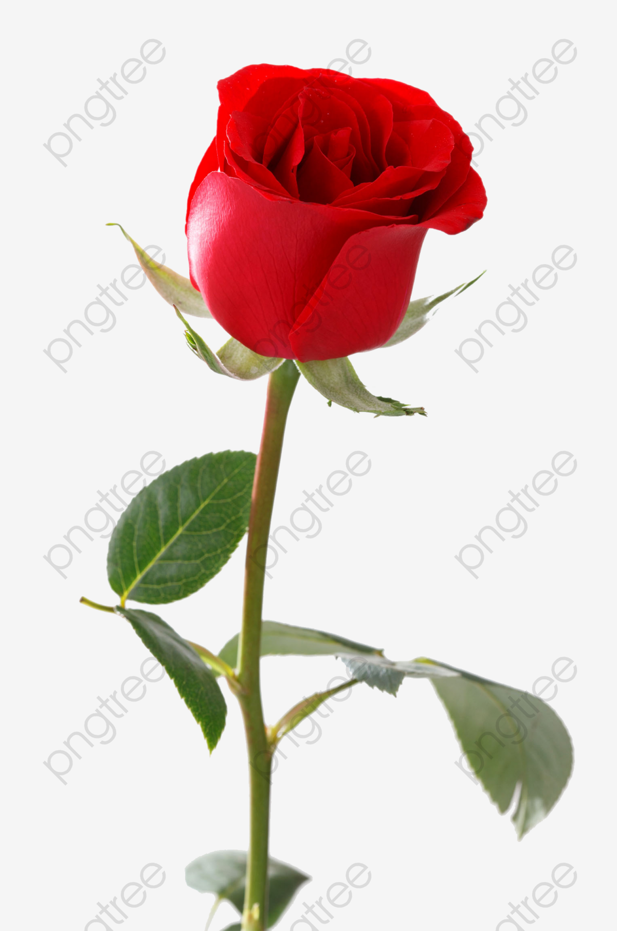 A Single Red Rose, Rose Clipart, Material Object, Gules PNG.