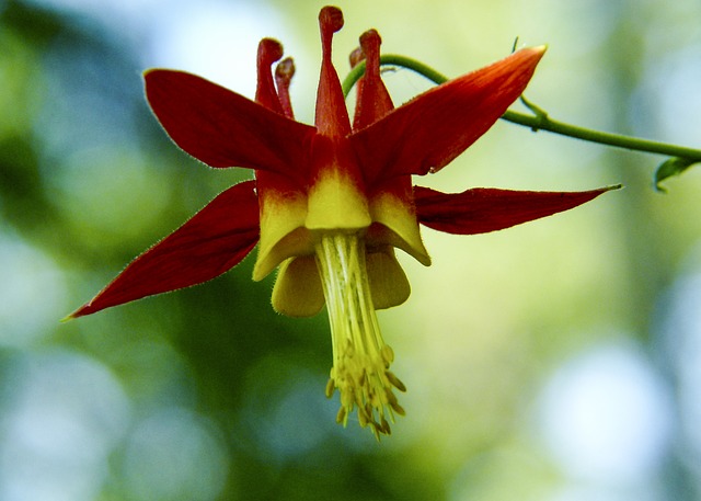 BLOSSOM, RED, SITKA COLUMBINE, WILDFLOWER, WILD PLANT.