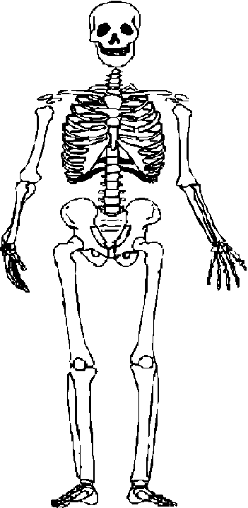Skeleton bones clipart.