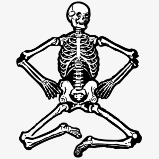 Skeleton, Human Skeleton, Bones, Skull, Skeletal.