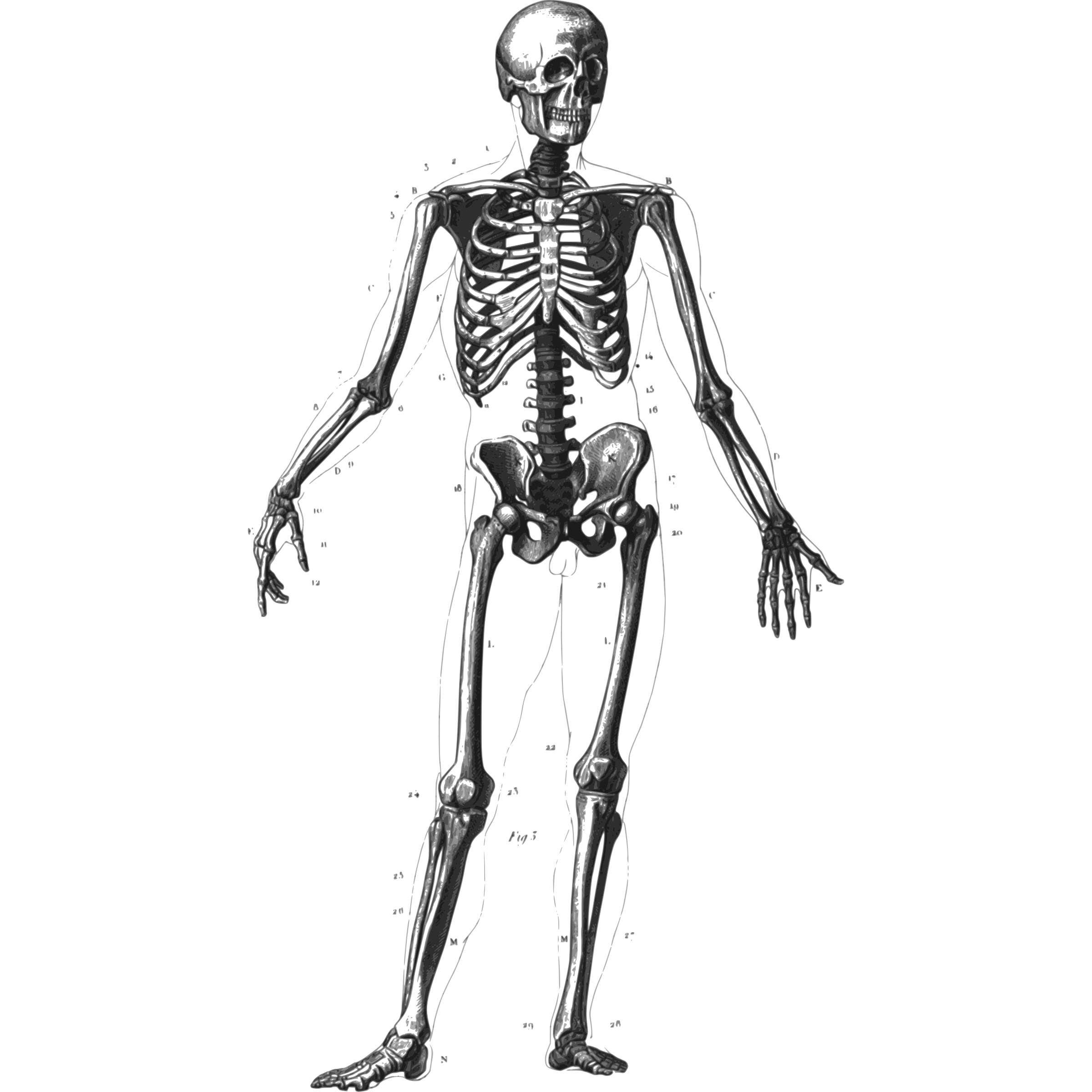 Free Human Skeleton Png, Download Free Clip Art, Free Clip.