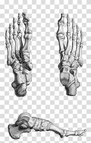 Finger Skeleton Bone Foot Human anatomy, Skeleton.