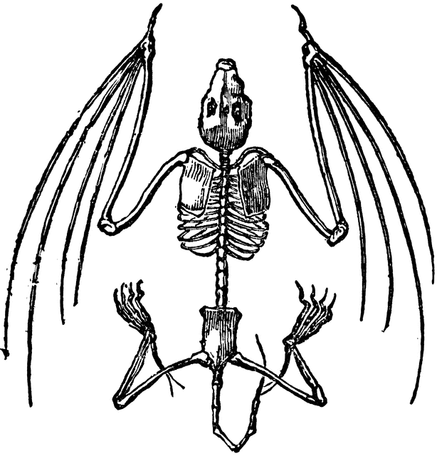 Skeleton clip art vector skeleton graphics image clipartix.