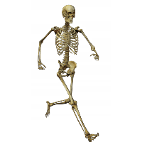 Download Skeleton Free PNG photo images and clipart.