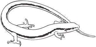 Skink Stock Illustrations.