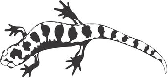 Skink Stock Illustrations.