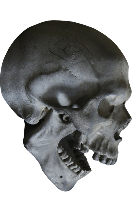 Halloween Skull Skeleton Skull Head Head #4372.