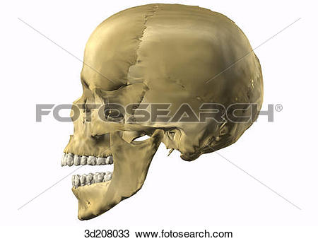 Drawing of Lateral view of skull with open mouth. 3d208033.