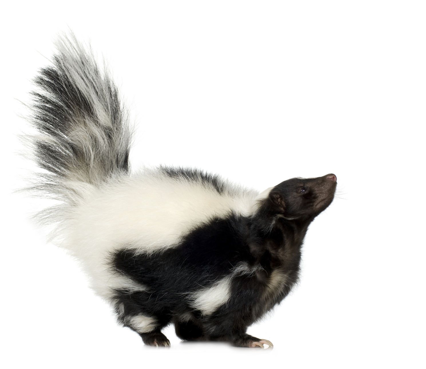 Jpg 1489x1289 Skunk With Transparent Bac #26239.