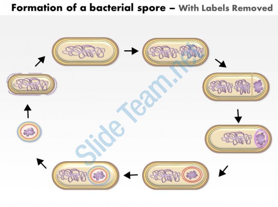 0614 Formation Of A Bacterial Spore By Bacillus Subtilis Medical.
