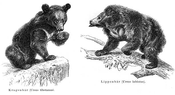 Sloth Bear Clip Art, Vector Images & Illustrations.