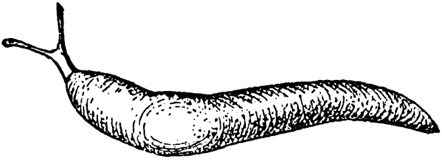 Free Slug Cliparts, Download Free Clip Art, Free Clip Art on.