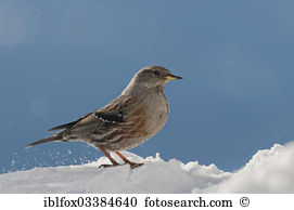 Accentor Images and Stock Photos. 62 accentor photography and.