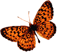 Free Graphics of Butterflies.