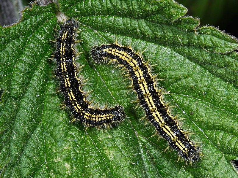 Similiar Tiny Caterpillars Keywords.