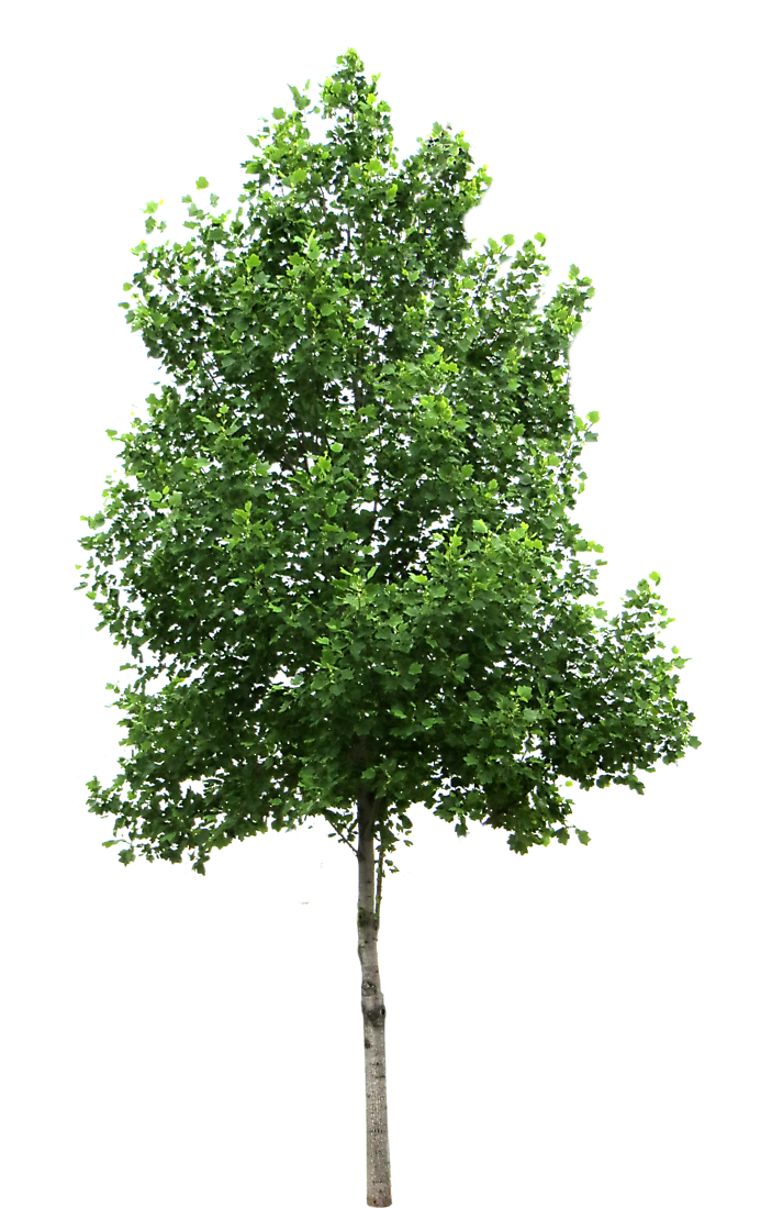 PNG Tree Images, Small, Leaf, Cartoon Trees.