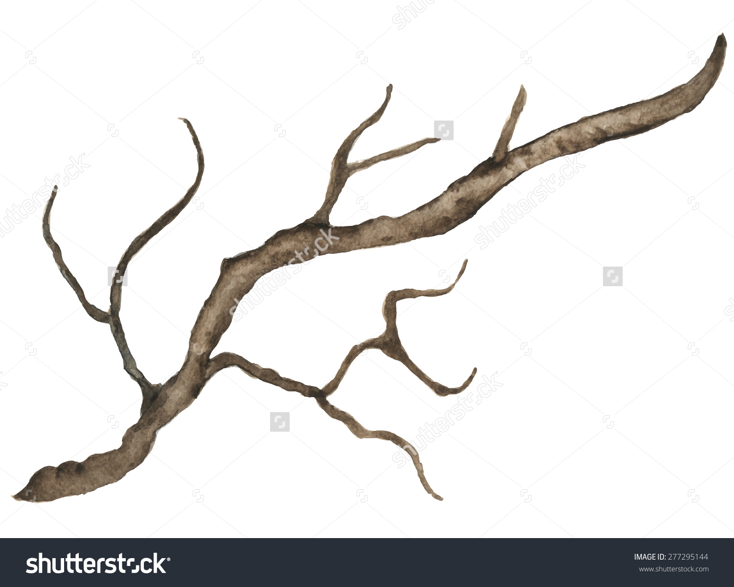 Watercolor Bare Tree Snag Bough Driftwood Stock Vector 277295144.