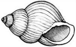 Clipart of a snail in a shell house.