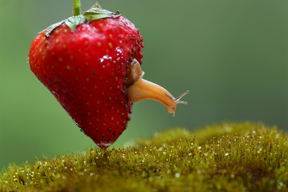 snail living inside strawberry photo by vadim trunov.