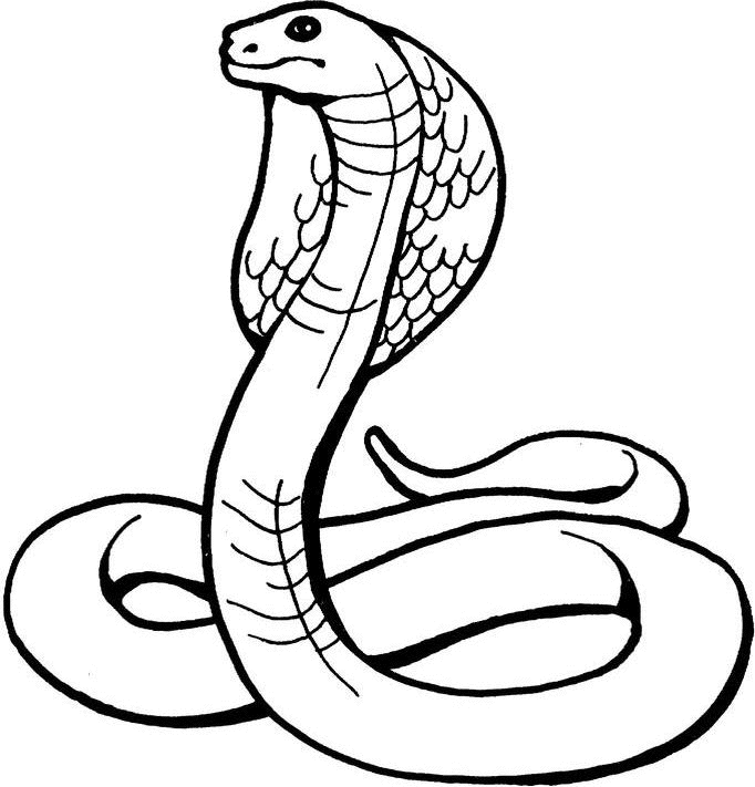 Snake black and white black and white drawings of snake.